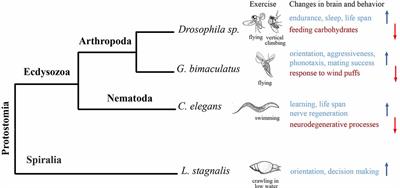 Exercise and the Brain: Lessons From Invertebrate Studies